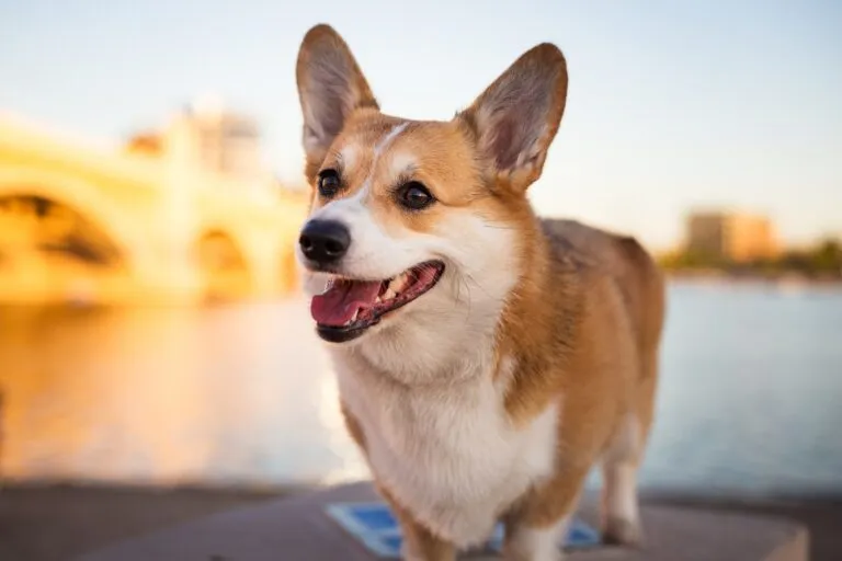 Pembroke Welsh Corgi zâmbește camerei