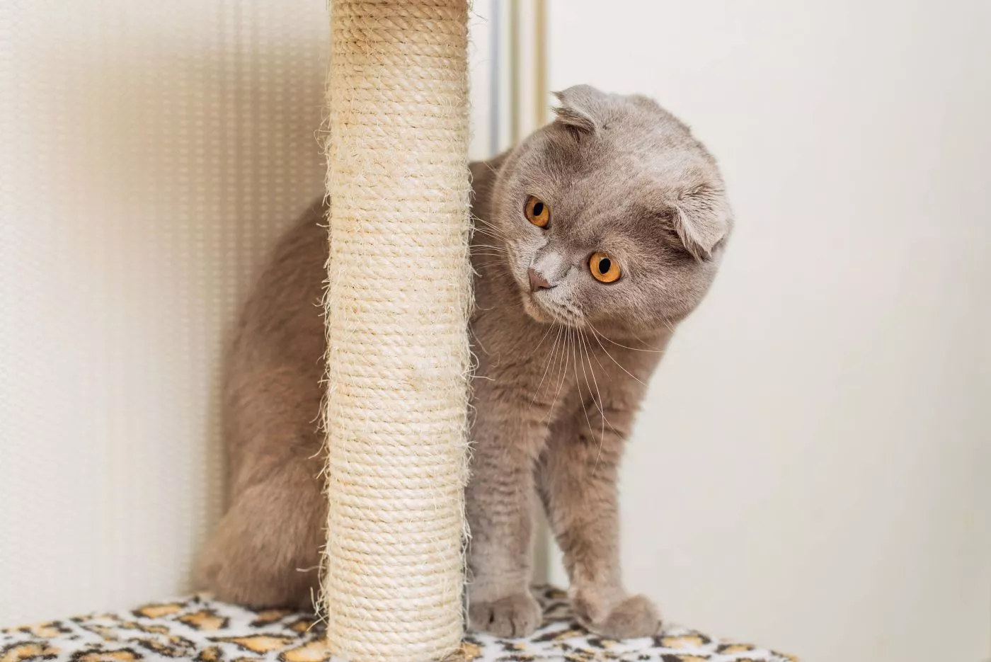 Scottish Fold gri cu ochi galbeni pe un stâlp de zgâriat.