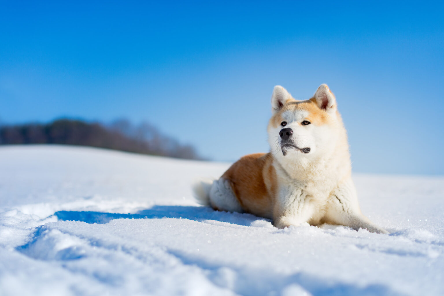 Câinele japonez Akita Inu - personalitate și îngrijire | zooplus Ghid