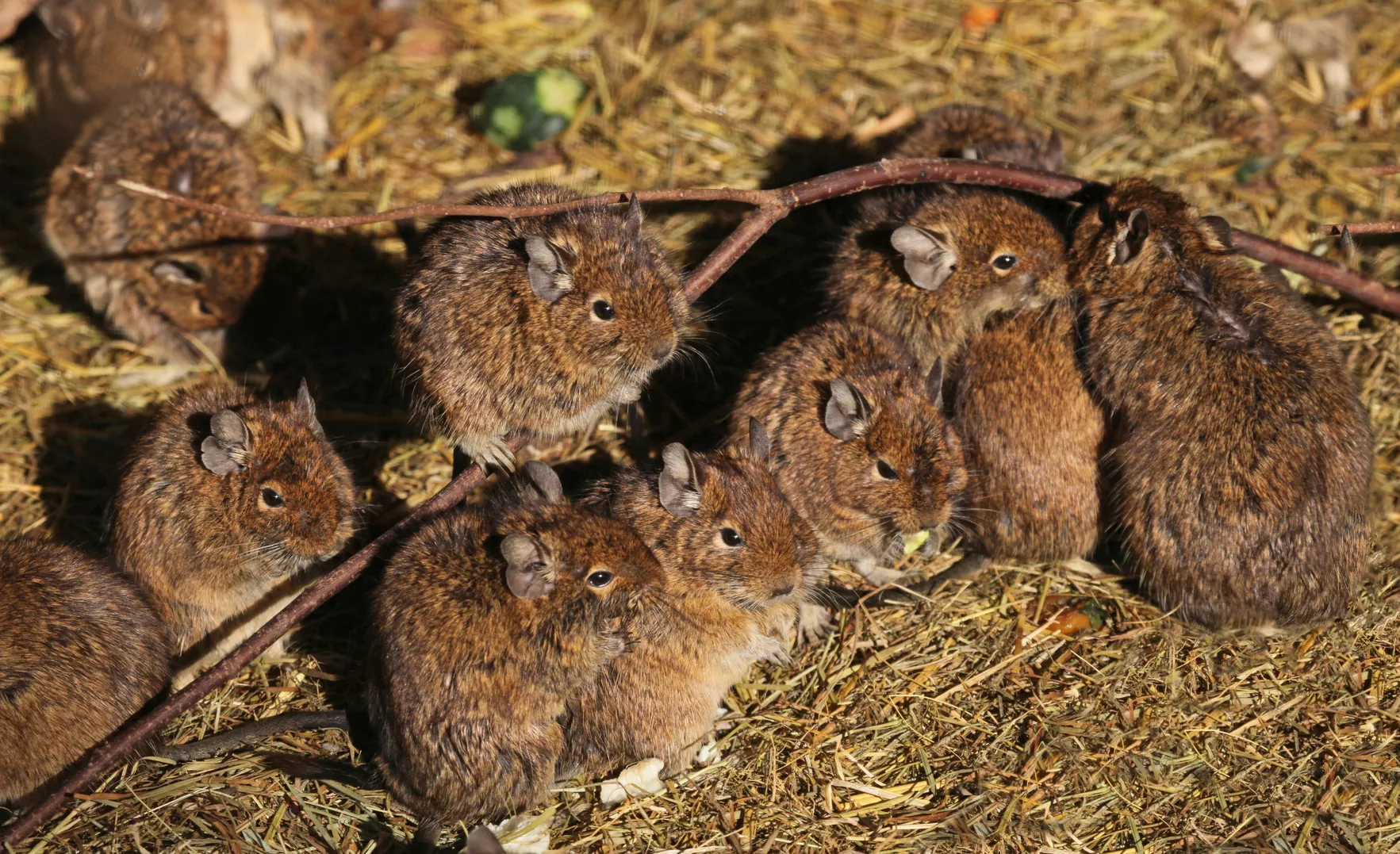 Degu in grup in sălbăticie