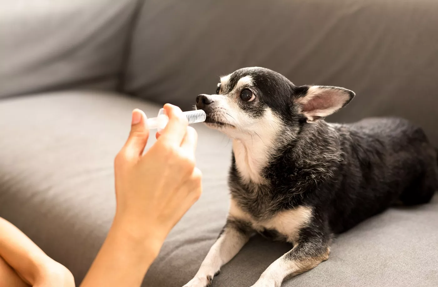 femeie dă medicamente câinelui chihuahua cu o seringă