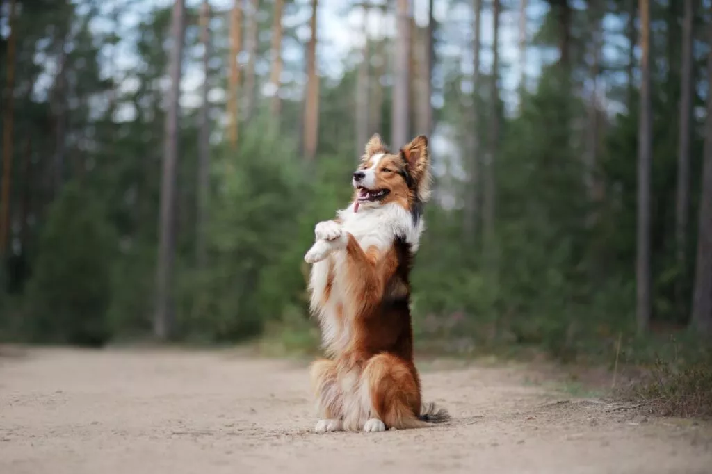 Câine Border Collie așezat pe labele din spate pe pietriș