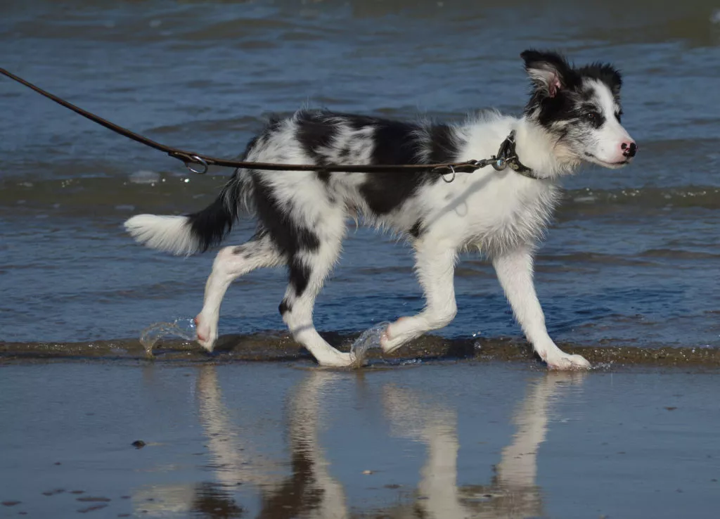 border collie pui plimbat in lesă pe plajă