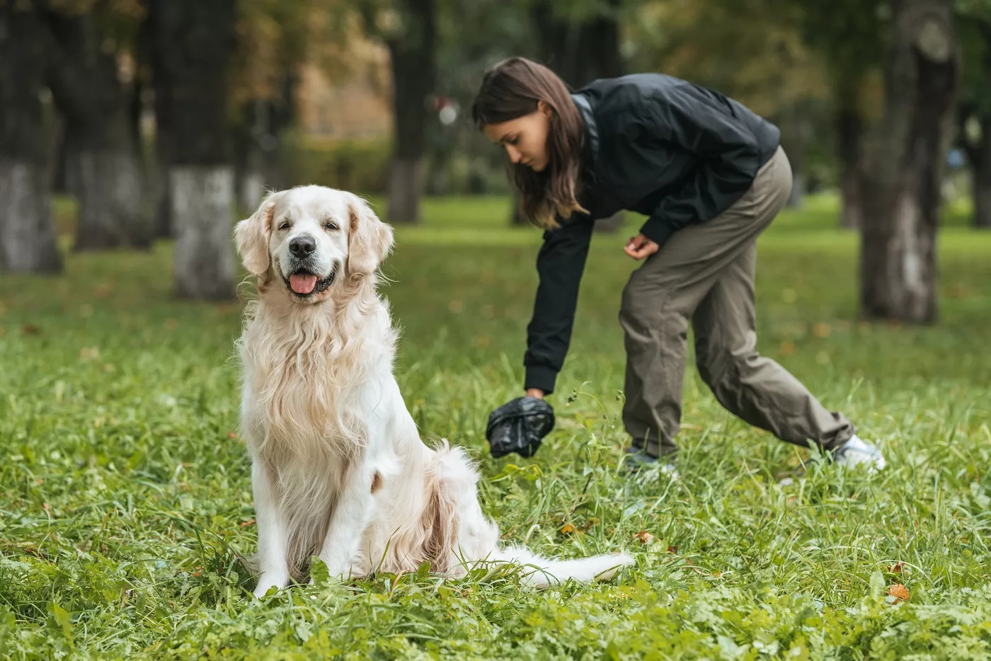 Golden Retriever la plimbare in parc, câinele stă în fund pe iarbă, iar pe fundal stăpâna culege excrementele din iarbă