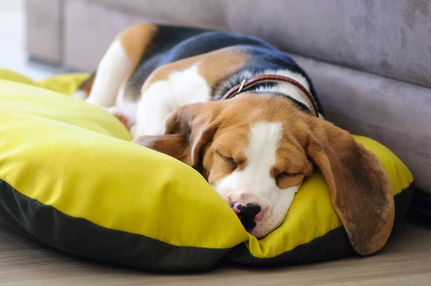 Pui de beagle care doarme pe un pat galben pentru câini