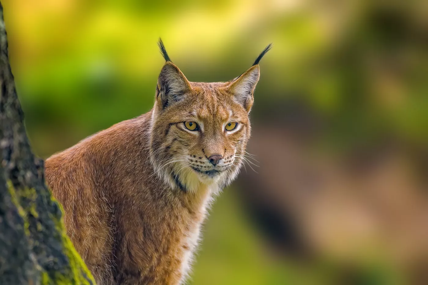 Portret linx in natura, acesta se uită spre cameră de după un trunchi de copac