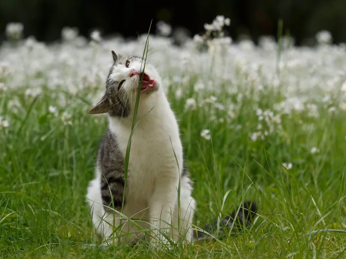 Pisică alb cu negru care mănâncă iarbă pe un câmp cu păpădii în fundal