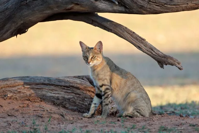 O pisică sălbatică africană (Felis silvestris lybica), în deșertul Kalahari