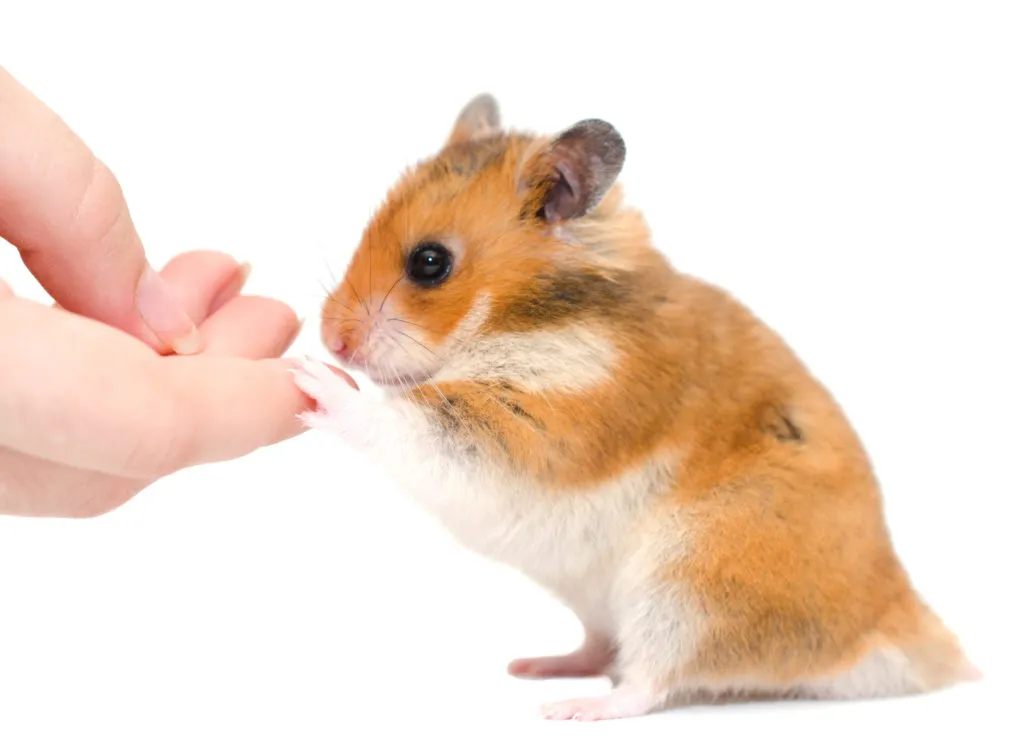 hamster cu burta alba si spatele blond, intinde labuta spre degetul cuiva. fundal alb, foto studio