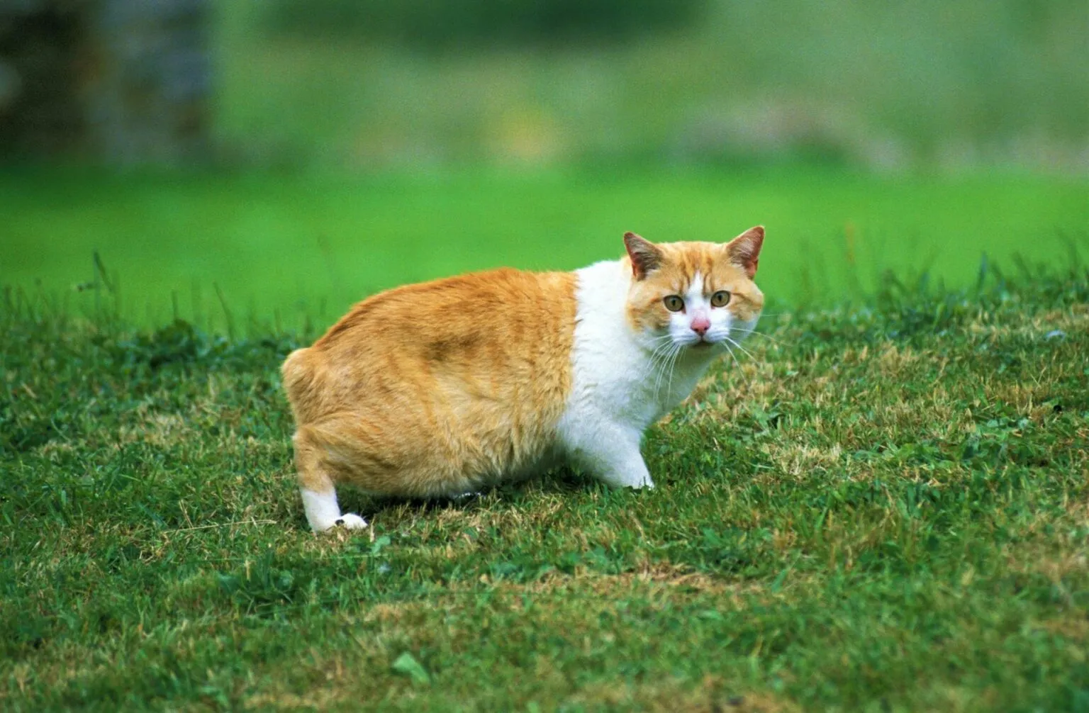 pisică blondă cu alb din rasa mang fără coadă cu picioare scurte și trunchi mare stă în poziția laterală pe iarbă și se uită către cameră