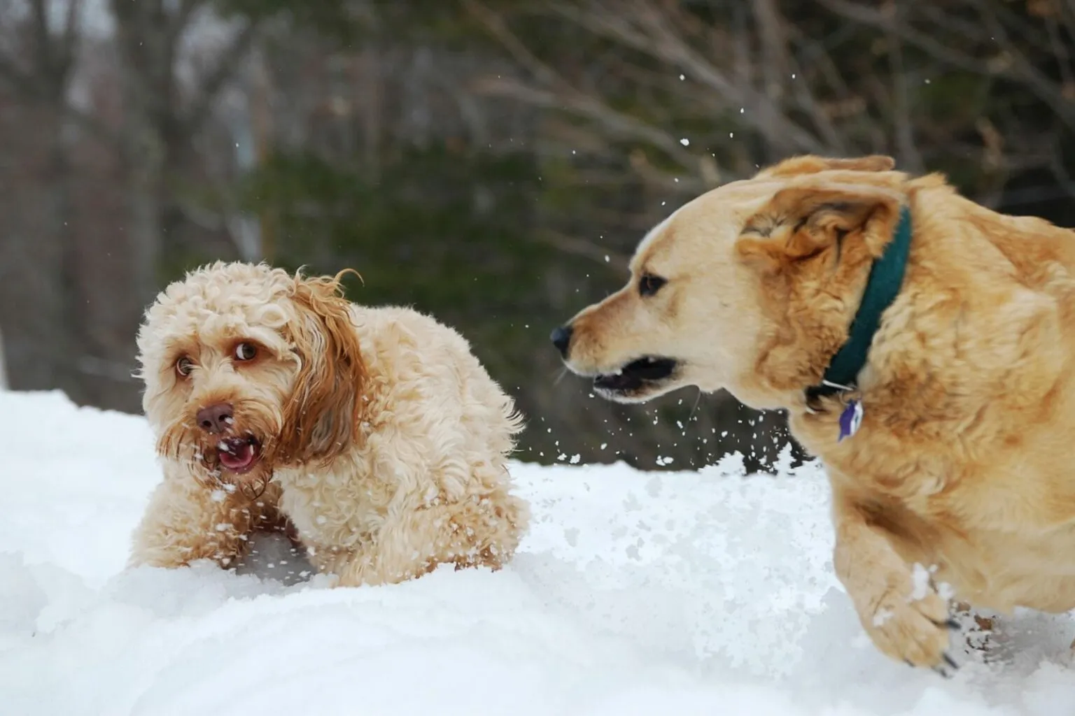 câini agresivi în zăpadă, câine mic pufos si câine mare