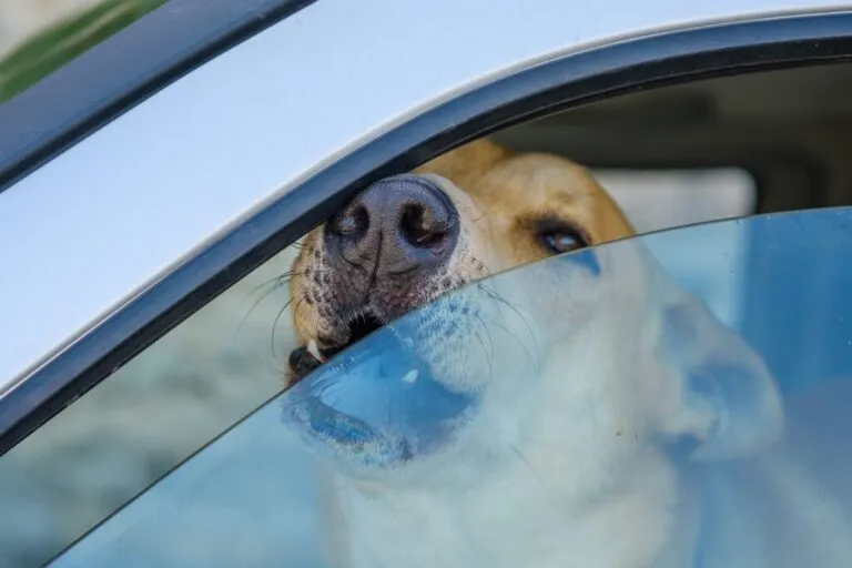 Un caine in masina cu geamul intredeschis. câine lăsat în mașină pe caniculă