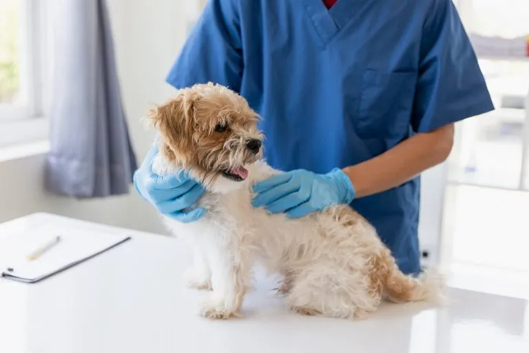 Câine pufos este ținut de gât și spate de către veterinar. VEterinarul are manusi si haine albastre, cainele este relaxat si se uit in jur cu gura deschisa