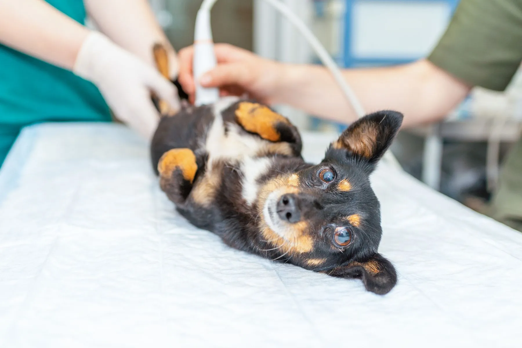 Câine cu ultrasunete în cabinetul veterinar. Little dog terrier în clinica veterinară.