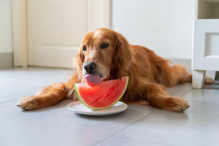 Golden retriever întins pe pământ și mănâncă pepene verde