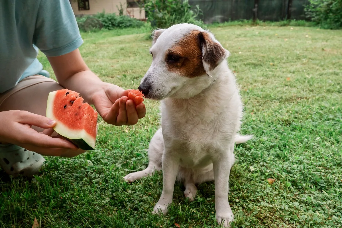 jack russell terrier caruia i se ofera o bucata de pepene rosu din mana unui barbat in tricou albastru