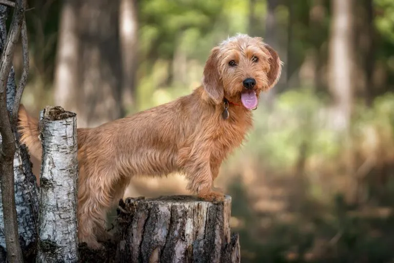 MIL Pet Photography – Dog Photographer