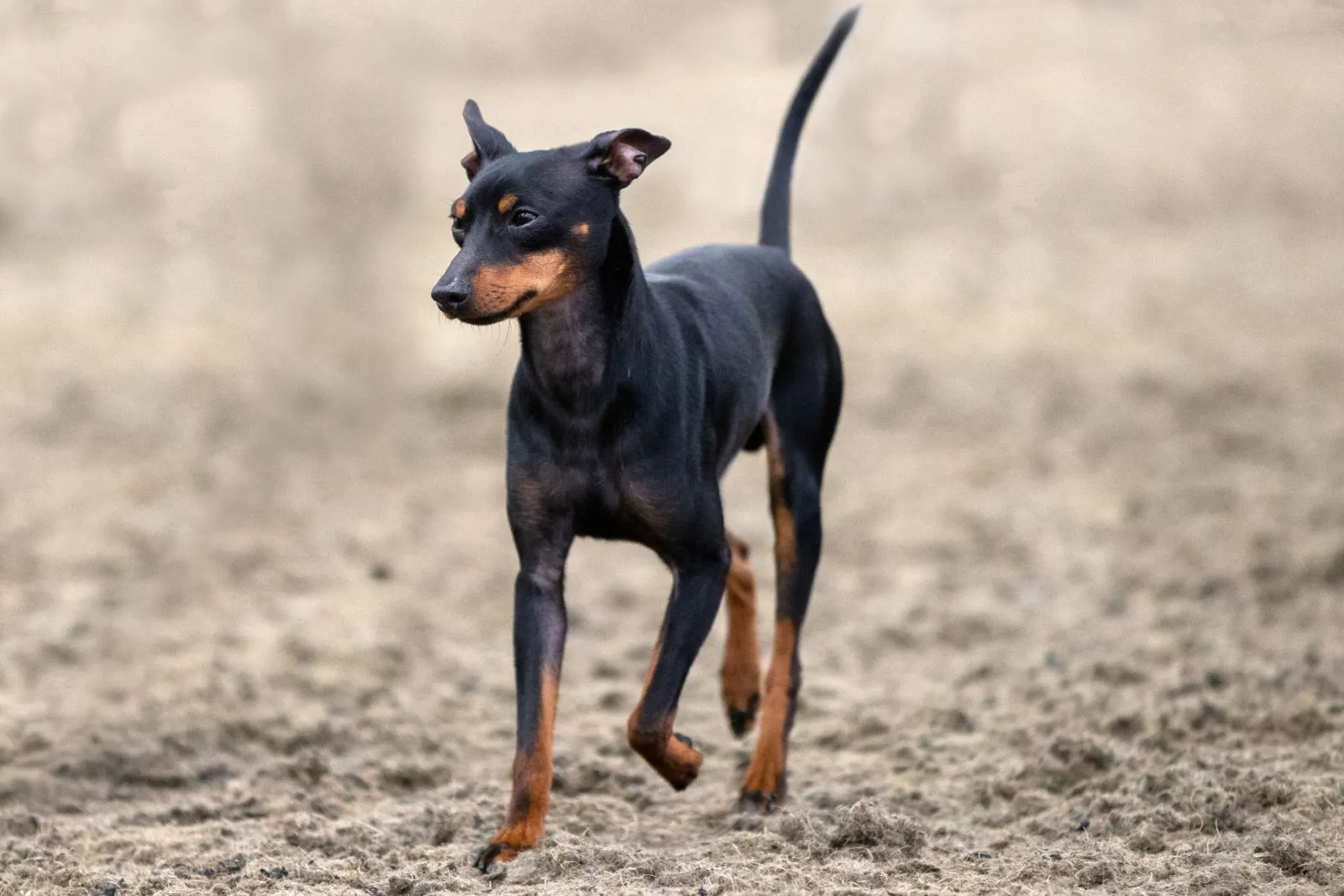 English Toy Terrier la pas pe pământ cu coada în sus