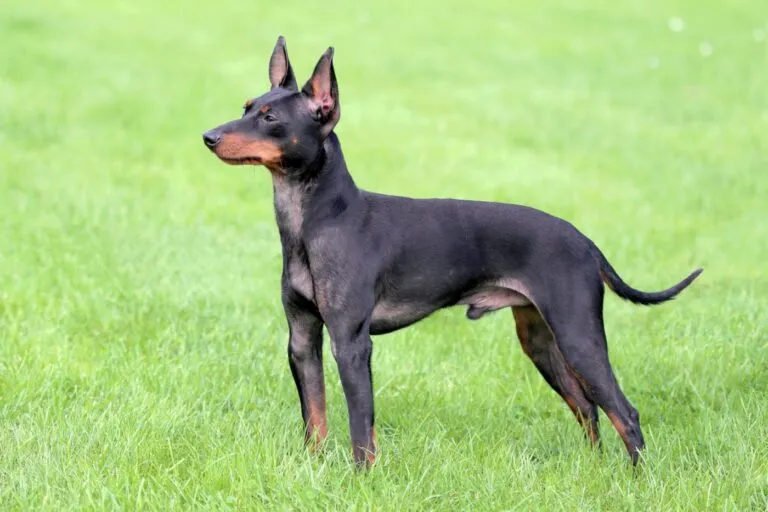 Terrier englez tip toy tipic, stă pe iarbă și se uită atent în depărtare. Câine negru, talie mică spre medie, cu blană scurtă și urechi ciulite. Arată ca un doberman în miniatură