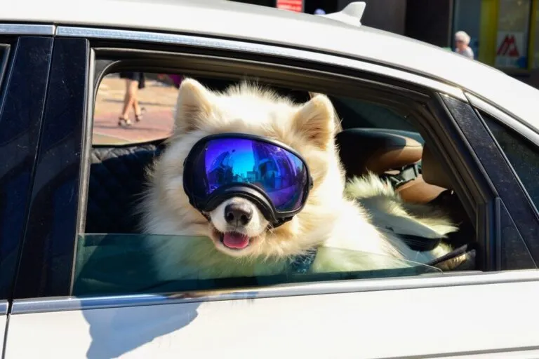 Un câine alb pufos Samoyed sau Siberia husky purtând ochelari de schi sau mască reflectorizantă albastră mare. Câinele este agățat în spatele geamului unei mașini albe. Ochelarii de protecție vizuală protejează câinele.