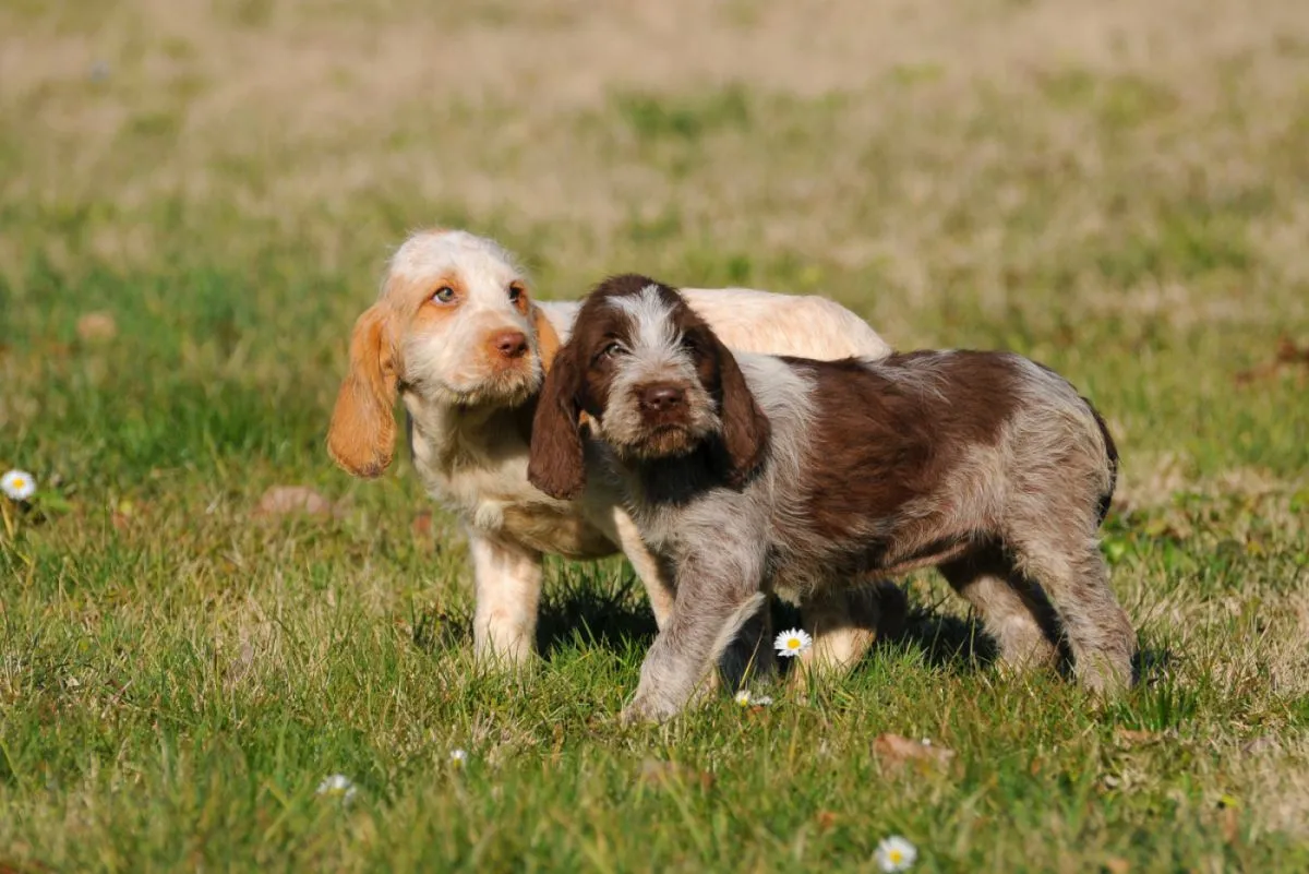 Doi pui de câine Spinone Italiano, unul este deschis la culoare iar celalalt maroniu închis, au urechile lungi lăsate si stau unul lângă celalalt pe iarba