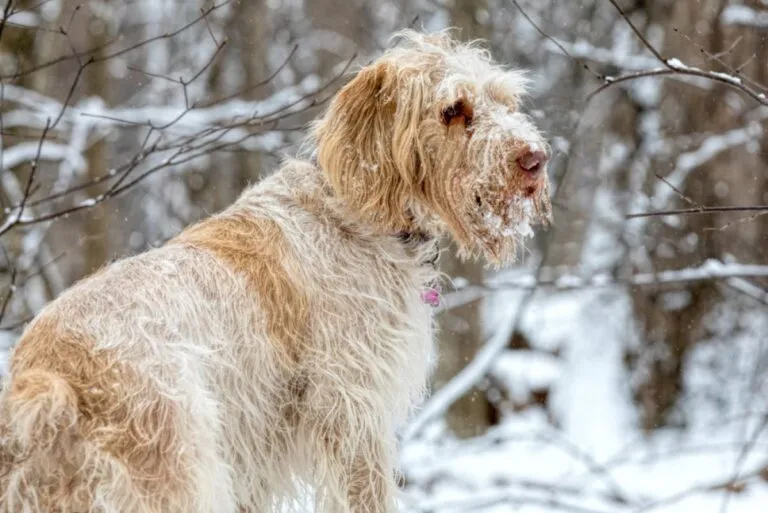A Spinone Italiano dog at hunt in the forest during a snowstorm.