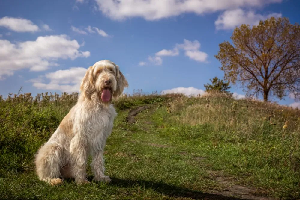 Câine italian Spinone așezat pe deal, cu cerul frumos și culorile toamnei.