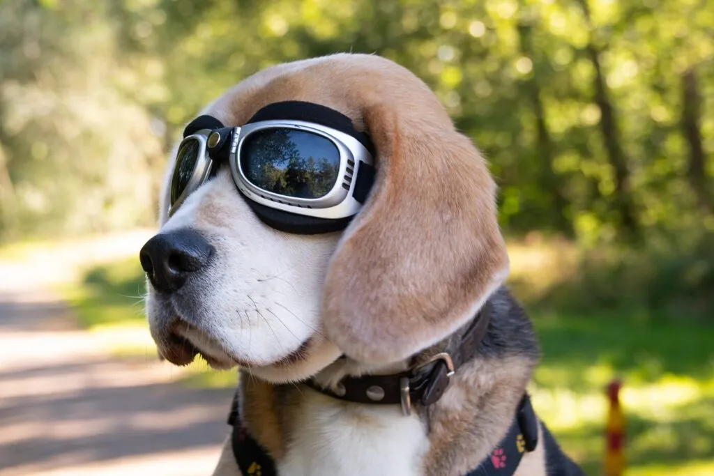 Câine Beagle cu ochelari de zbor, așezat într-un coș de bicicletă într-o zi însorită.