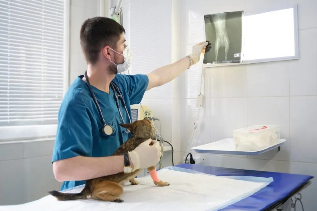 medicul veterinar și pacientul său uitându-se la rezultatul cu raze X. medic care examinează radiografia animalului de companie.