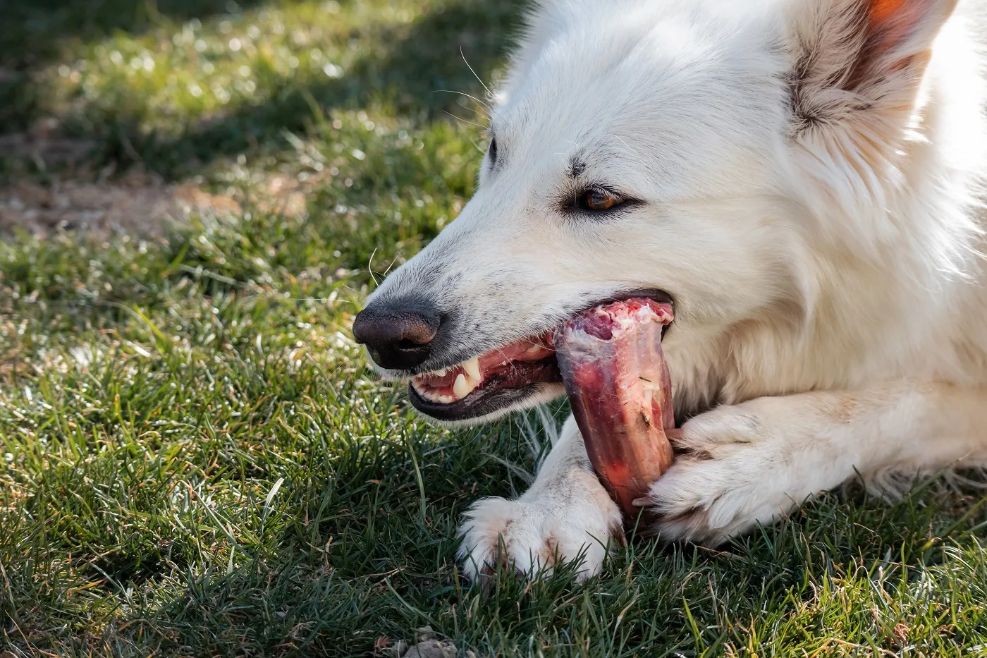 Câine care mestecă o carne de os. Hrana naturala BARF pentru o viata sanatoasa.