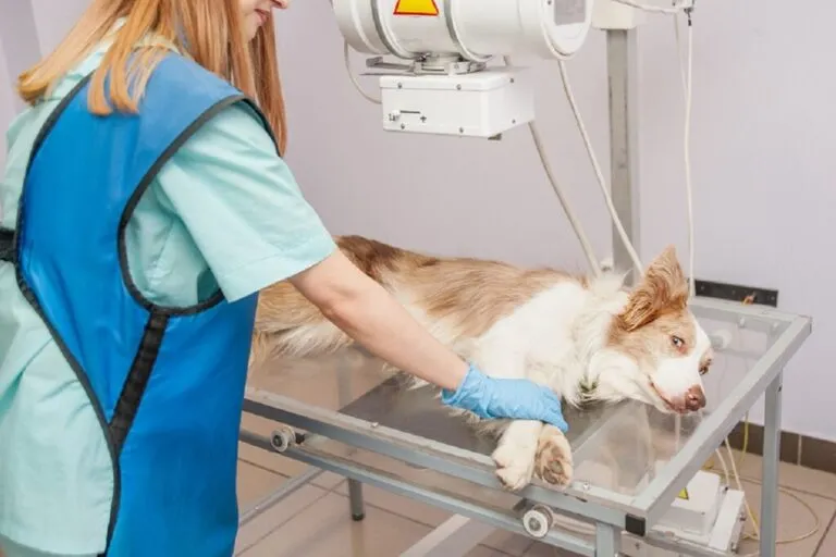 medicul veterinar face un câine bolnav cu raze X.