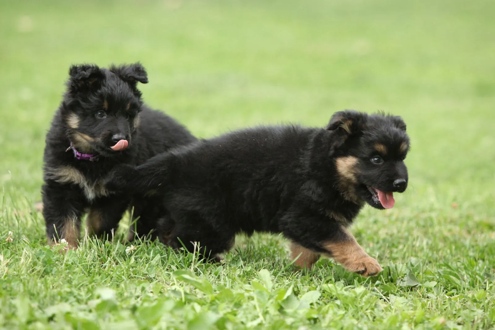 Doi Cățeluși adorabili de ciobanesc boem în grădină