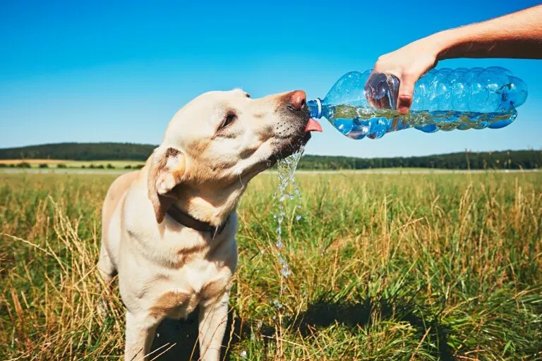 Zi fierbinte cu câinele. Labrador retriever galben însetat bea apă din sticla de plastic proprietara sa.