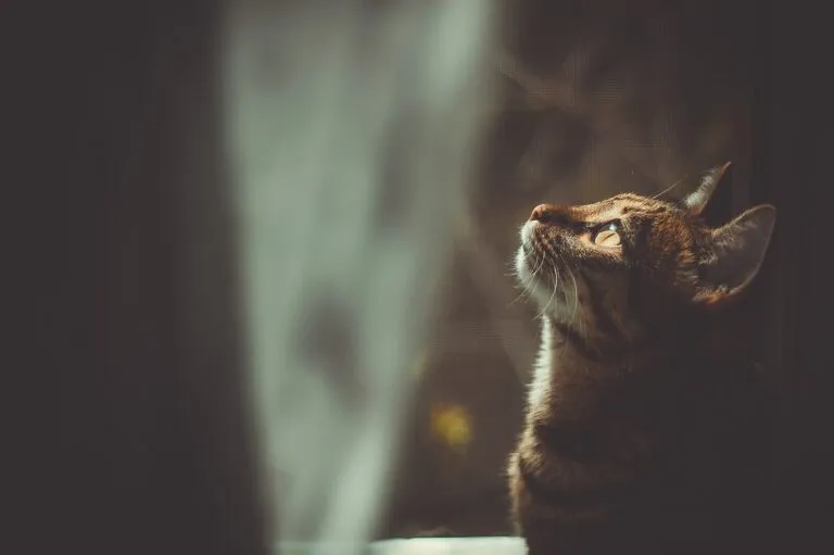 Pisica gri tărcată se uită în sus spre geam în timpul lunii pline, încăperea este întunecară, ochii pisicii sunt luminați