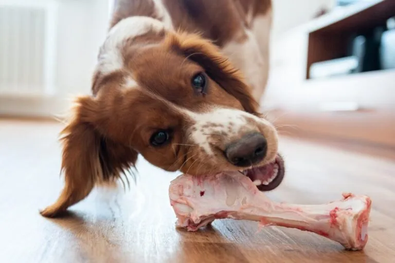 Câine drăguț sănătos de interior mestecând os crud, hrană barf.