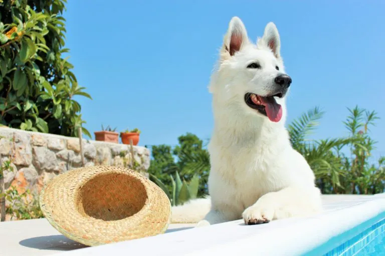 Câine lup alb care stă pe marginea piscinei la soare, protecție solară pentru câini