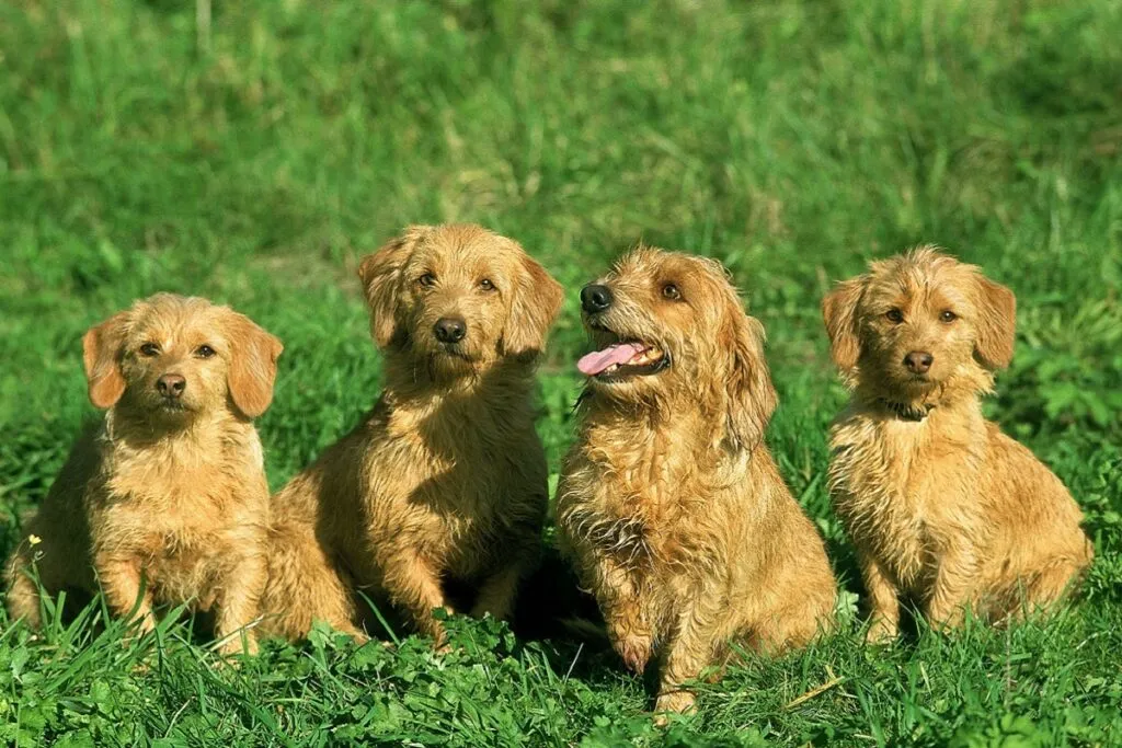 BRITTANY DAWN BASSET SAU BASSET FAUVE DE BRETAGNE, ADULTI ASEZATI PE IARBA