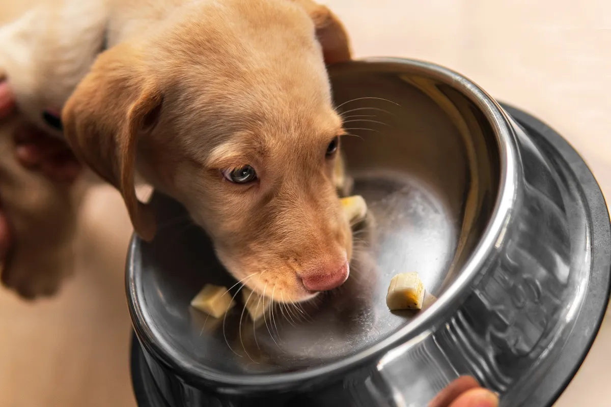 Prim-plan cățeluș Dudley Labrador Retriever mănâncă banane feliate într-un castron de câine din oțel inoxidabil.