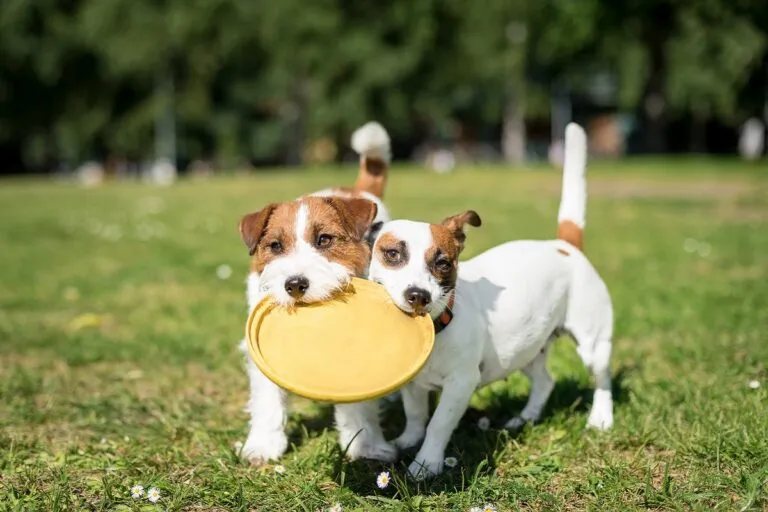 Doi câini Jack Russell Terrier stând unul lângă altul și ținând în bot un frisbee galben