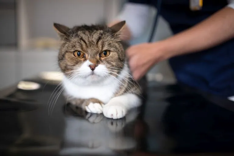 Pisică british shorthair tabby examinată cu stetoscop la medicul veterinar privind la camera