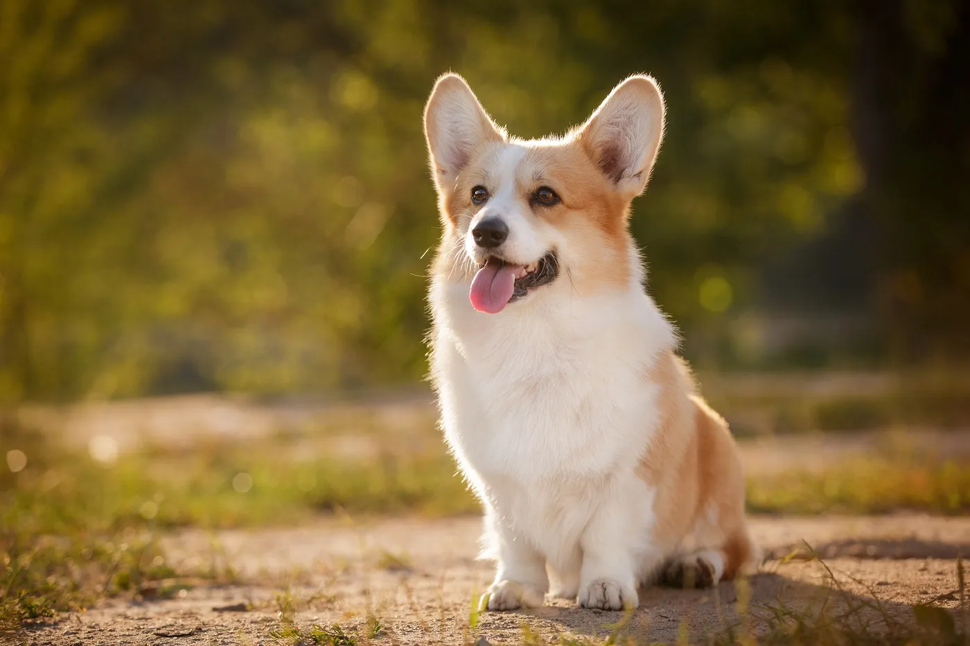 Câine Corgi Pembroke Welsh Corgi în aer liber în parcul de vară