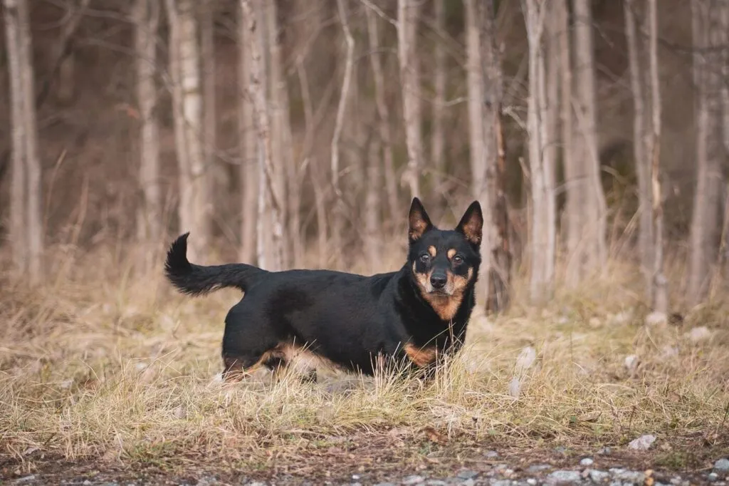 Lancashire Heeler câine în picioare privind