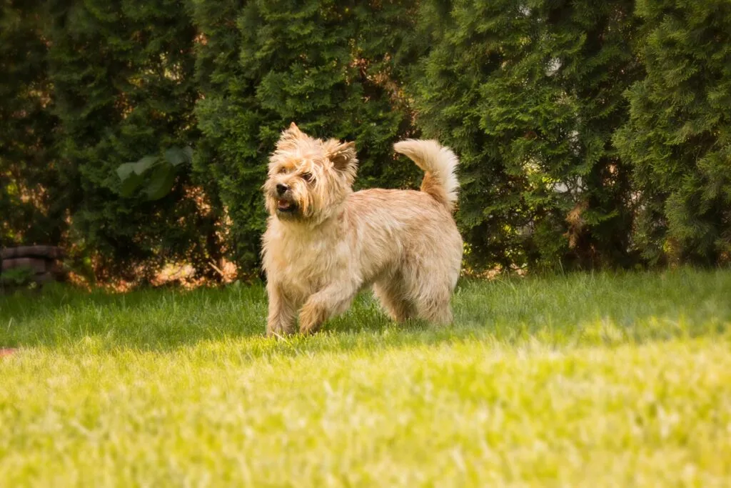 Câine Cairn Terrier în grădină