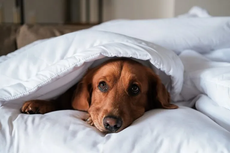 Un câine din rasa Golden Retriever stă întins sub o pătură albă. Răceli toamna și iarna. Un câine care doarme se află sub o pătură, casa este rece, încălzirea este pornită.