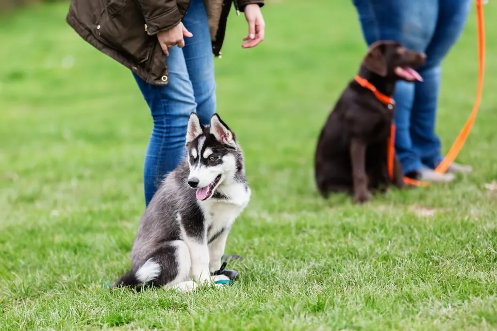 femeie cu un cățeluș husky la școala de cățeluși pe un câmp de dresaj de câini