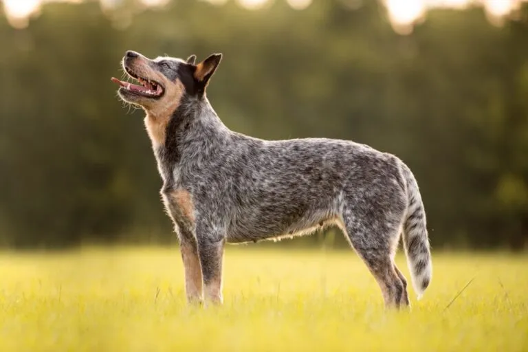 Australian Bottle Dog Blue Heeler în picioare într-un câmp înierbat la apus