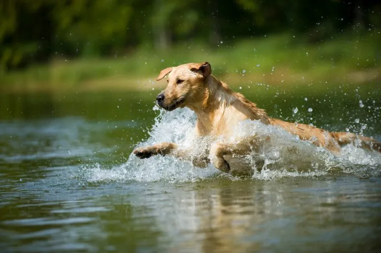 Labrador Retriever sare în apă