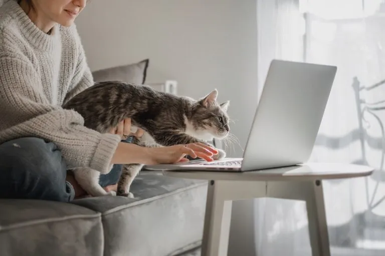 tânără veselă care lucrează pe laptop cu o pisică gri în brațe în timp ce stă pe canapea, pisica se intinde spre laptop