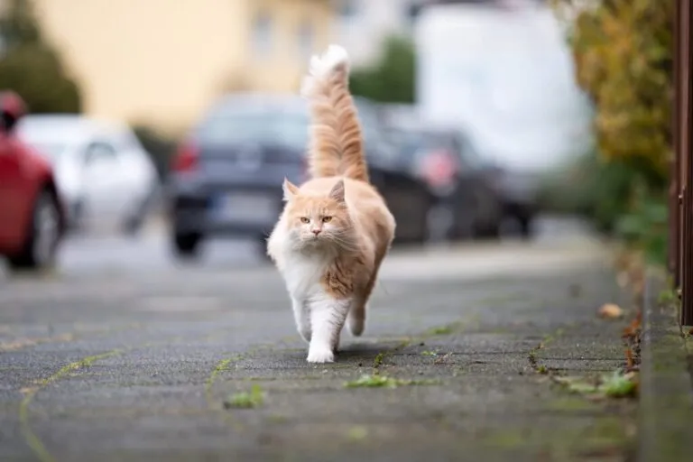 pisică maine coon albă crem tabby cu coadă pufoasă mergând pe trotuar lângă stradă cu mașini parcate uitându-se la camera