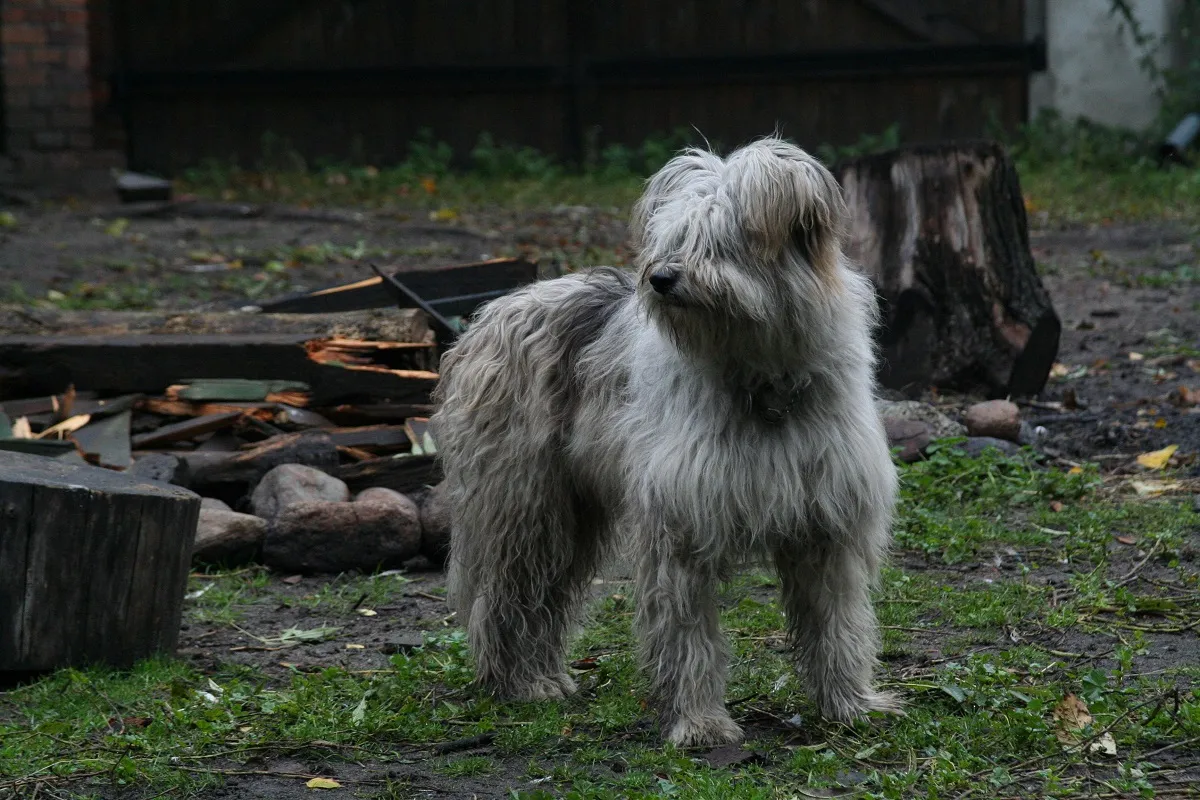 Câine pudel german alb cu blana murdară, părul lung și crescut peste ochi. În natură, câinele stă în picioare și se uită atent spre stânga